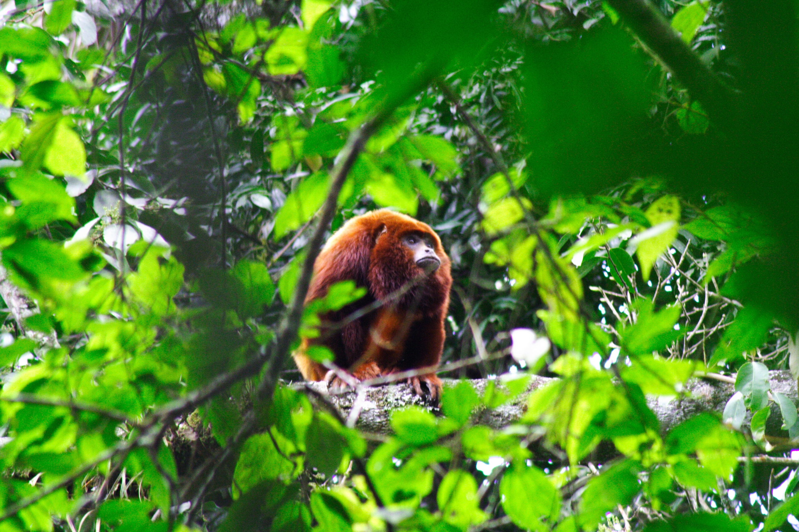 Otún Quimbaya - Alouatta seniculos-Mono Aullador (29)9- Foto Julian